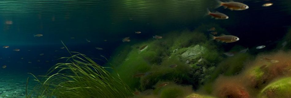 The underwater worlds of UK lakes